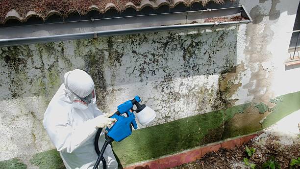 Top rated local Mold Removal specialists in Haw River, NC